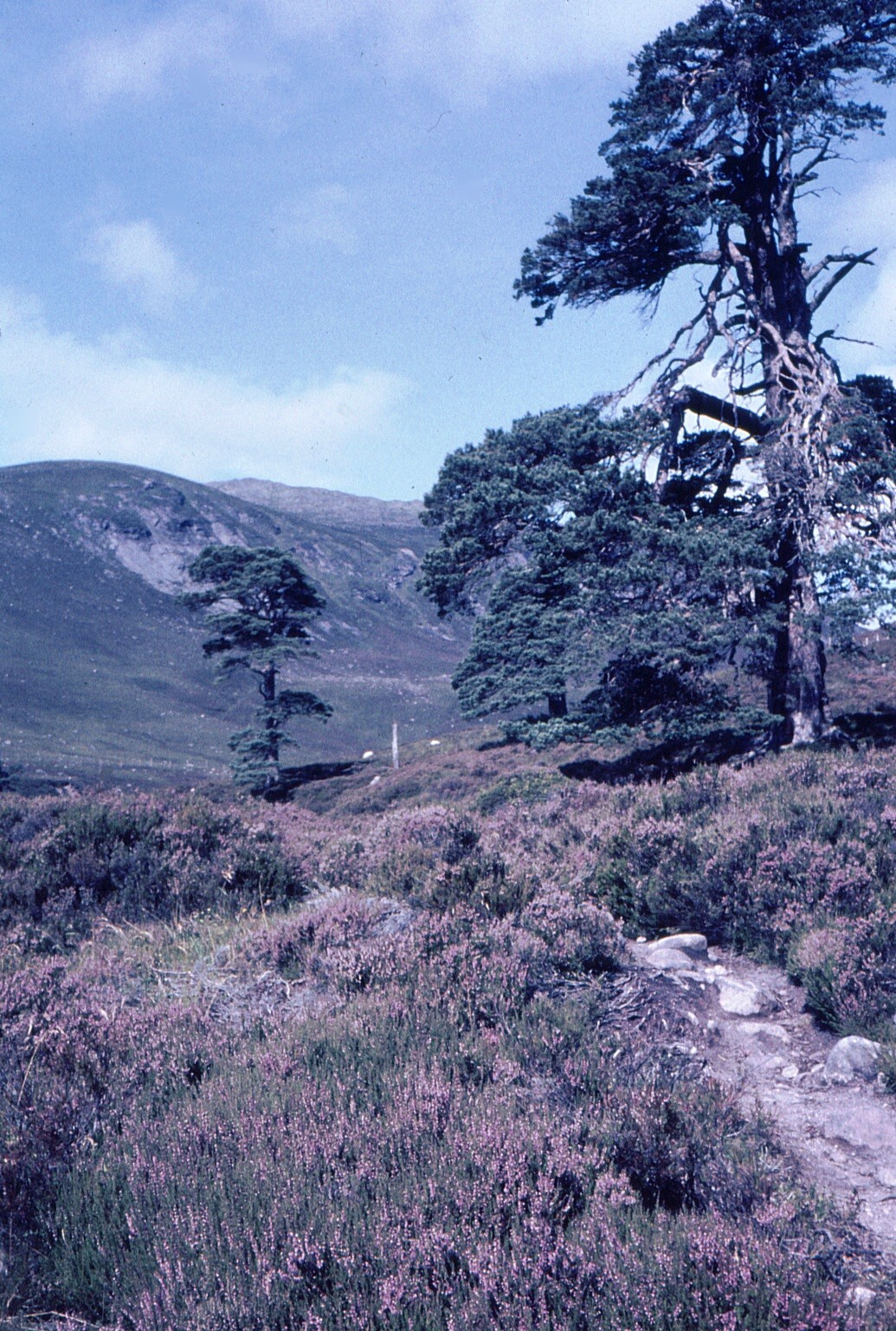 Cairngorm Mts